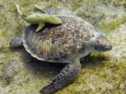 This turtle was grazing on the sea-weed pasture. Image ta... by Michal Wojewoda 
